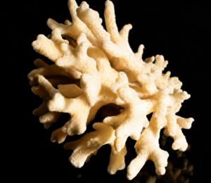 EPR Spectroscopy Coral EPR Signals